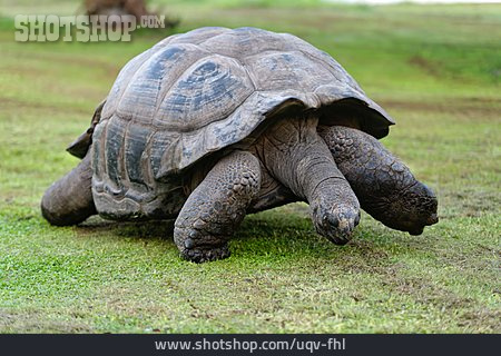 
                Riesenschildkröte, Aldabra-riesenschildkröte                   