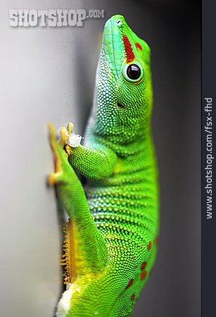 
                Gecko, Taggecko                   