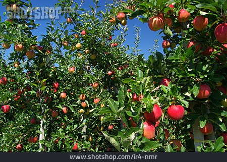 
                Apfelbaum, Apfelplantage                   