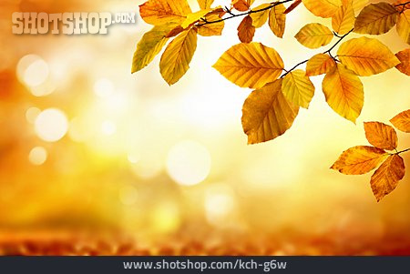 
                Textfreiraum, Hintergrund, Herbststimmung                   