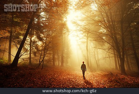 
                Wald, Spaziergang, Herbststimmung, Goldener Herbst                   
