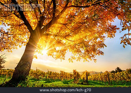 
                Herbst, Sonnenstrahlen, Weinanbau                   