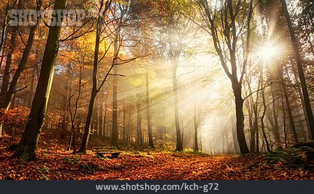 
                Herbst, Sonnenstrahlen, Herbstlicht                   