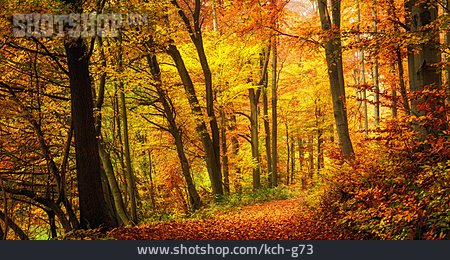 
                Herbst, Laubwald, Goldener Herbst                   