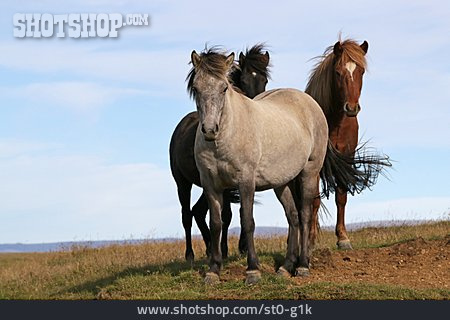 
                Pony, Islandpony                   
