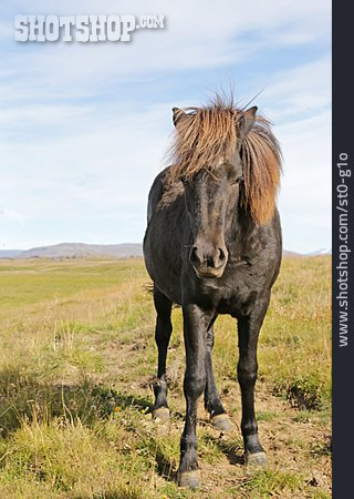 
                Pony, Islandpony                   