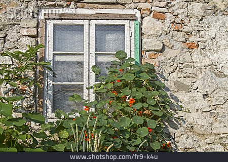 
                Sprossenfenster, Kapuzinerkresse                   