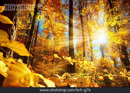 
                Sonnenstrahlen, Herbstwald                   