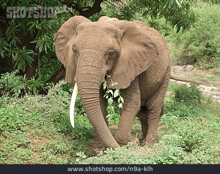 
                Elefant, Afrikanischer Elefant, Tansania                   