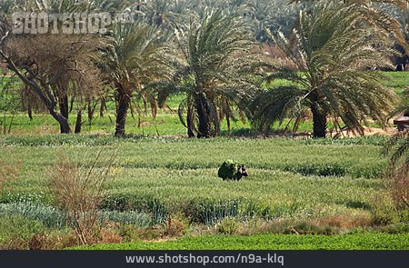 
                Landwirtschaft, ägypten, Vegetation                   