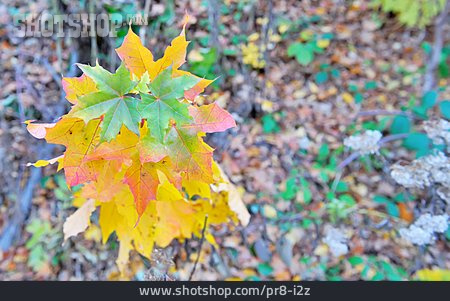 
                Ahorn, Herbstfärbung                   