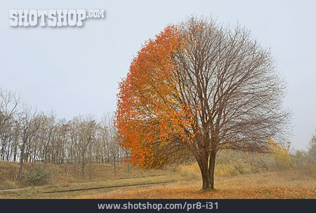 
                Baum, Blätter, Herbst                   