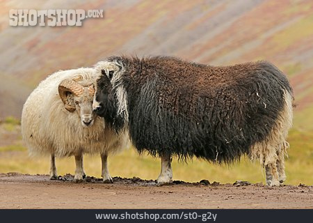 
                Schafe, Nordisches Kurzschwanzschaf                   