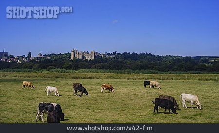 
                Grafschaft, Arundel Castle, West Sussex                   