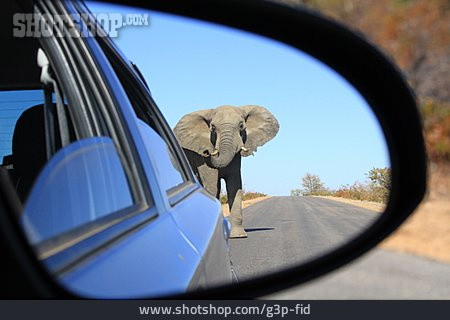 
                Rückspiegel, Elefant, Südafrika                   