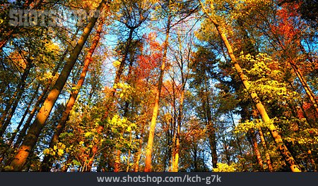 
                Herbst, Herbstwald, Blattfärbung                   