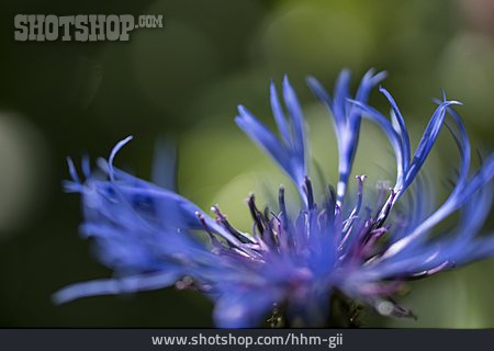 
                Blüte, Flockenblume                   