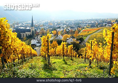 
                Herbst, Weinbau, Kröv                   