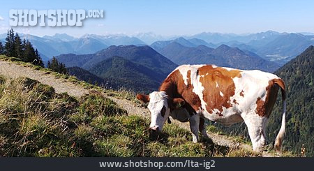 
                Kuh, Alpen, Karwendel                   