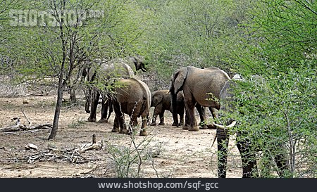 
                Afrikanischer Elefant, Elefantenfamilie                   
