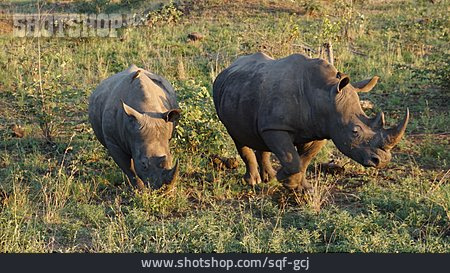 
                White Rhinoceros, Kruger National Park                   