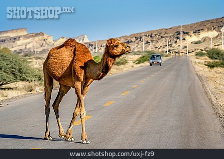 
                Straße, Dromedar, Iran                   