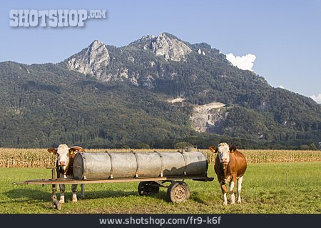 
                Landwirtschaft, Alm, Kuhweide, Chiemgauer Alpen                   