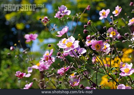 
                Blüte, Anemone, Windröschen                   