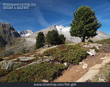 
                Alpen, Wanderweg, Riederalp, Großer Aletschgletscher                   