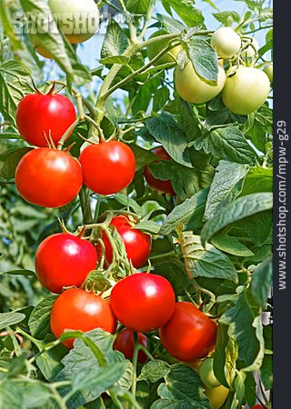 
                Tomaten, Tomatenpflanze                   