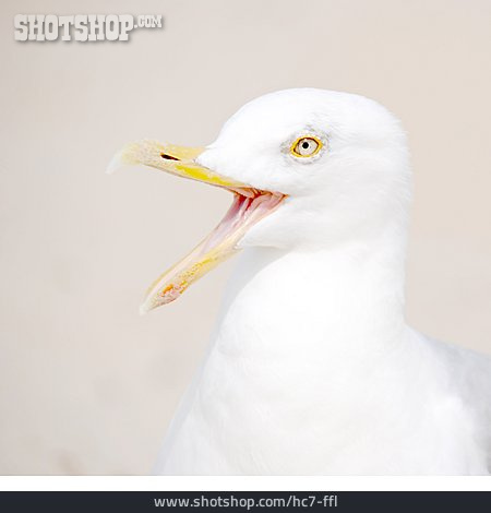 
                Animal Portrait, Seagull, Herring Gull                   