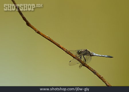 
                Libelle, Großer Blaupfeil                   