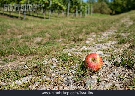 
                Apfel, Fallobst, Streuobstwiese                   