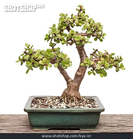 
                Bonsaibaum, Jadebaum                   