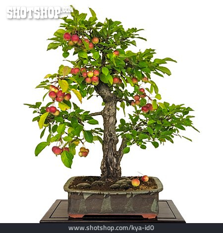 
                Apfelbaum, Bonsaibaum                   
