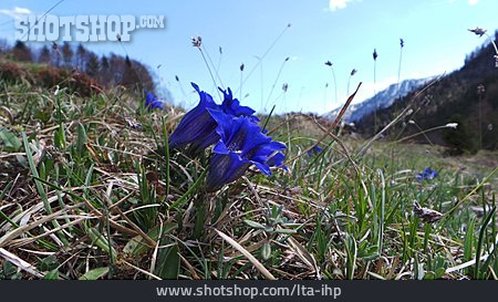 
                Alpenblume, Enzian                   