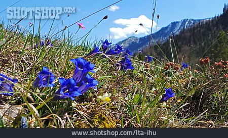 
                Alpenblume, Enzian, Gebirgsenzian                   