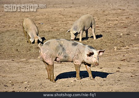 
                Viehwirtschaft, Schweinezucht                   