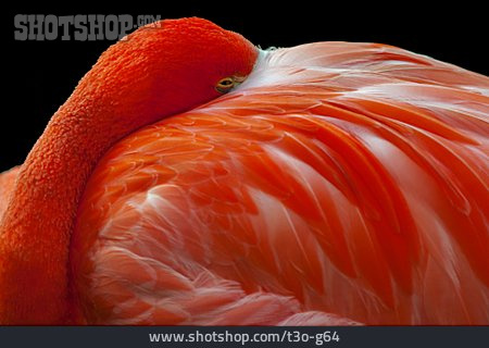 
                Flamingo, Gefieder                   
