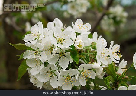 
                Obstblüte, Kirschblüten                   