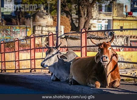 
                Heilige Kuh, Zeburind, Udaipur                   