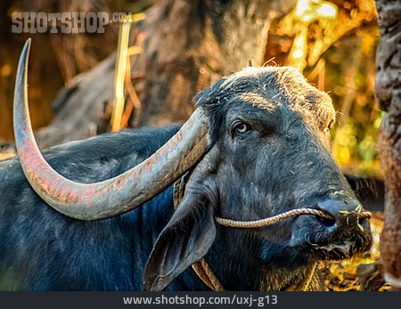 
                Indien, Büffel                   