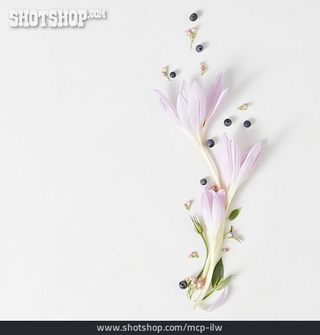 
                Textfreiraum, Blüten, Krokus, Floral                   