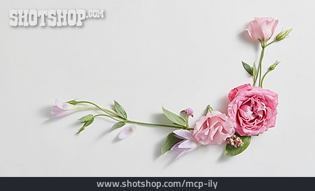 
                Textfreiraum, Blüten, Rosenblüten                   