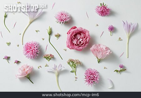 
                Blüten, Floral                   