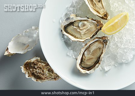 
                Oyster, Clam                   