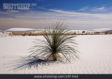 
                Wüste, Wüstenpflanze, Chihuahua-wüste                   