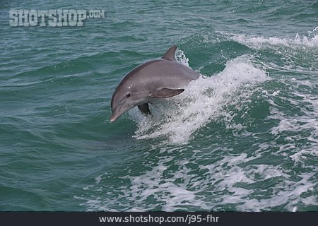 
                Dolphin                   