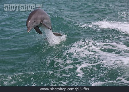 
                Springen, Delfin                   