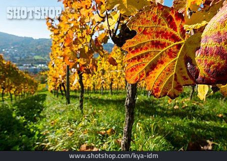 
                Herbst, Weinlaub, Blattfärbung                   